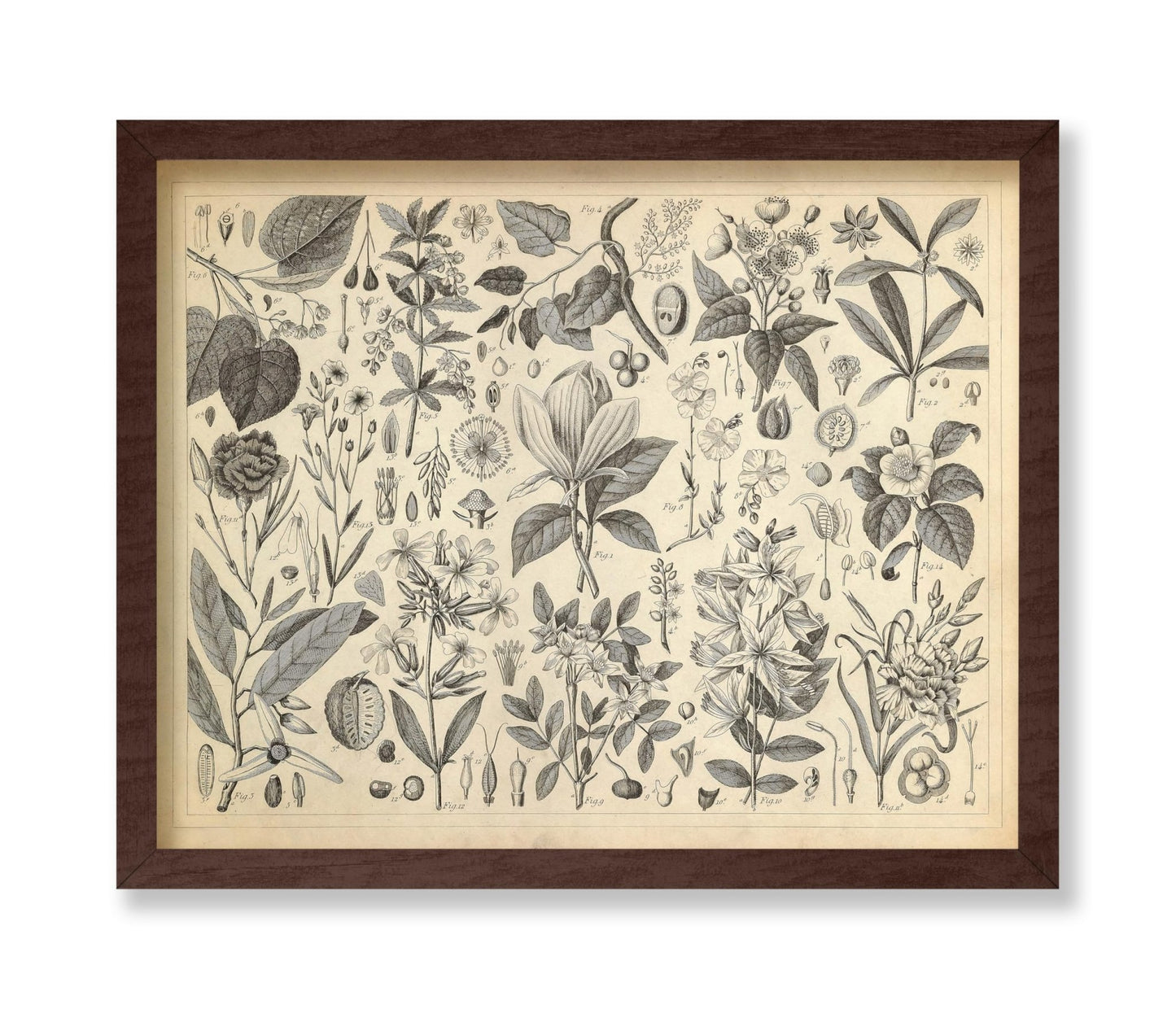 Cultivated Ornamental Plants