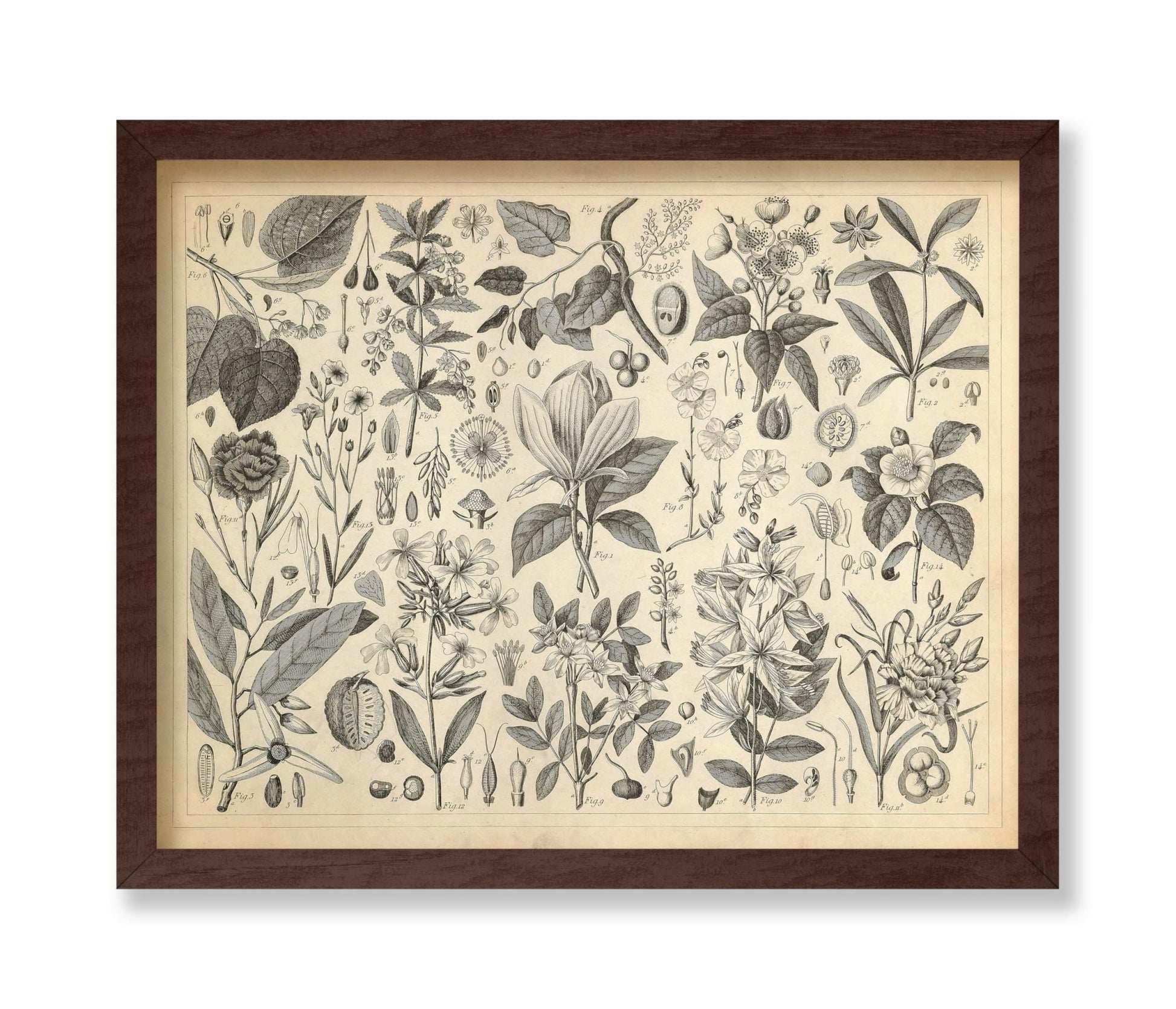 Cultivated Ornamental Plants