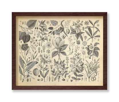 Cultivated Ornamental Plants