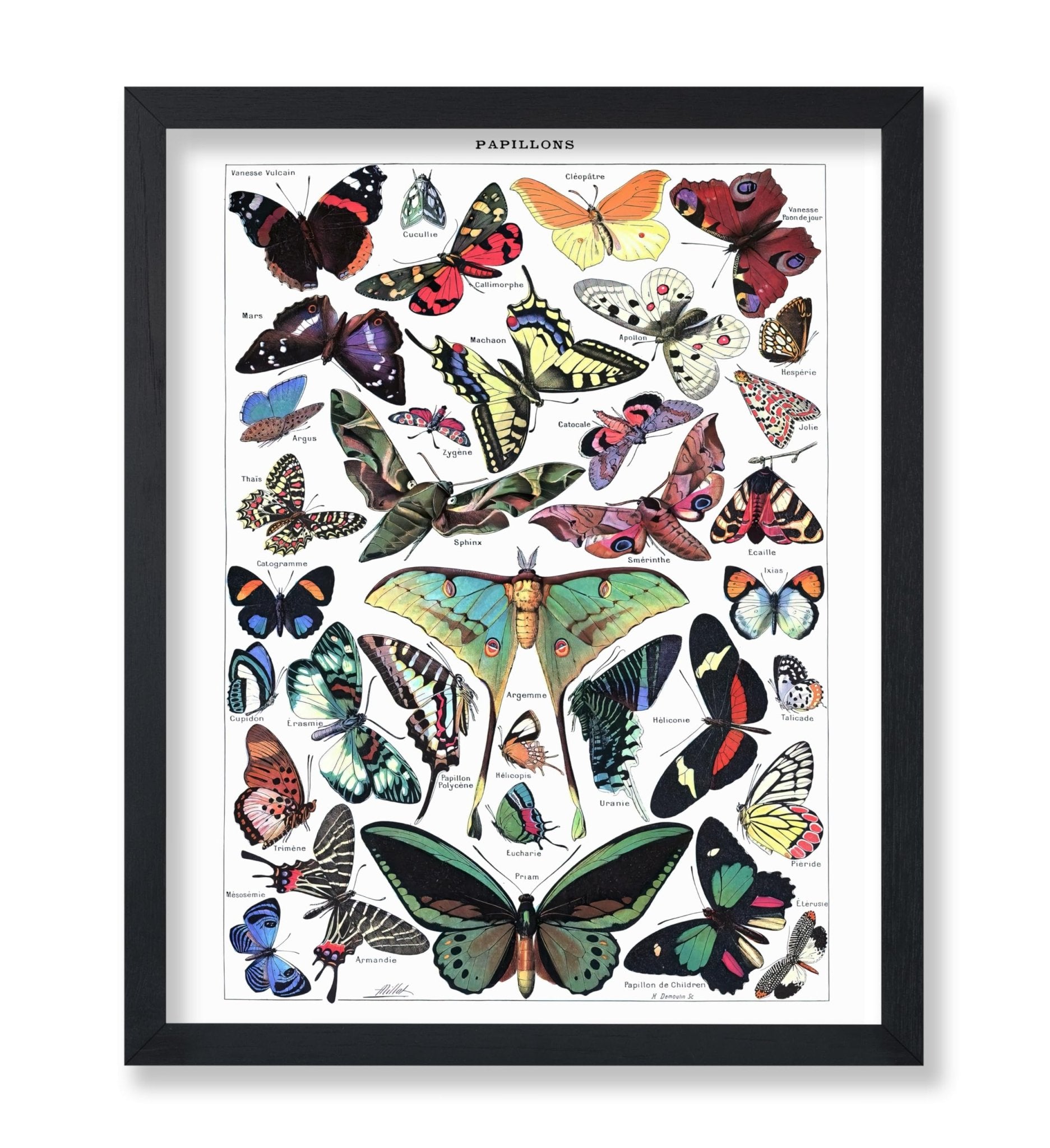 Adolphe Millot - Butterfly No3