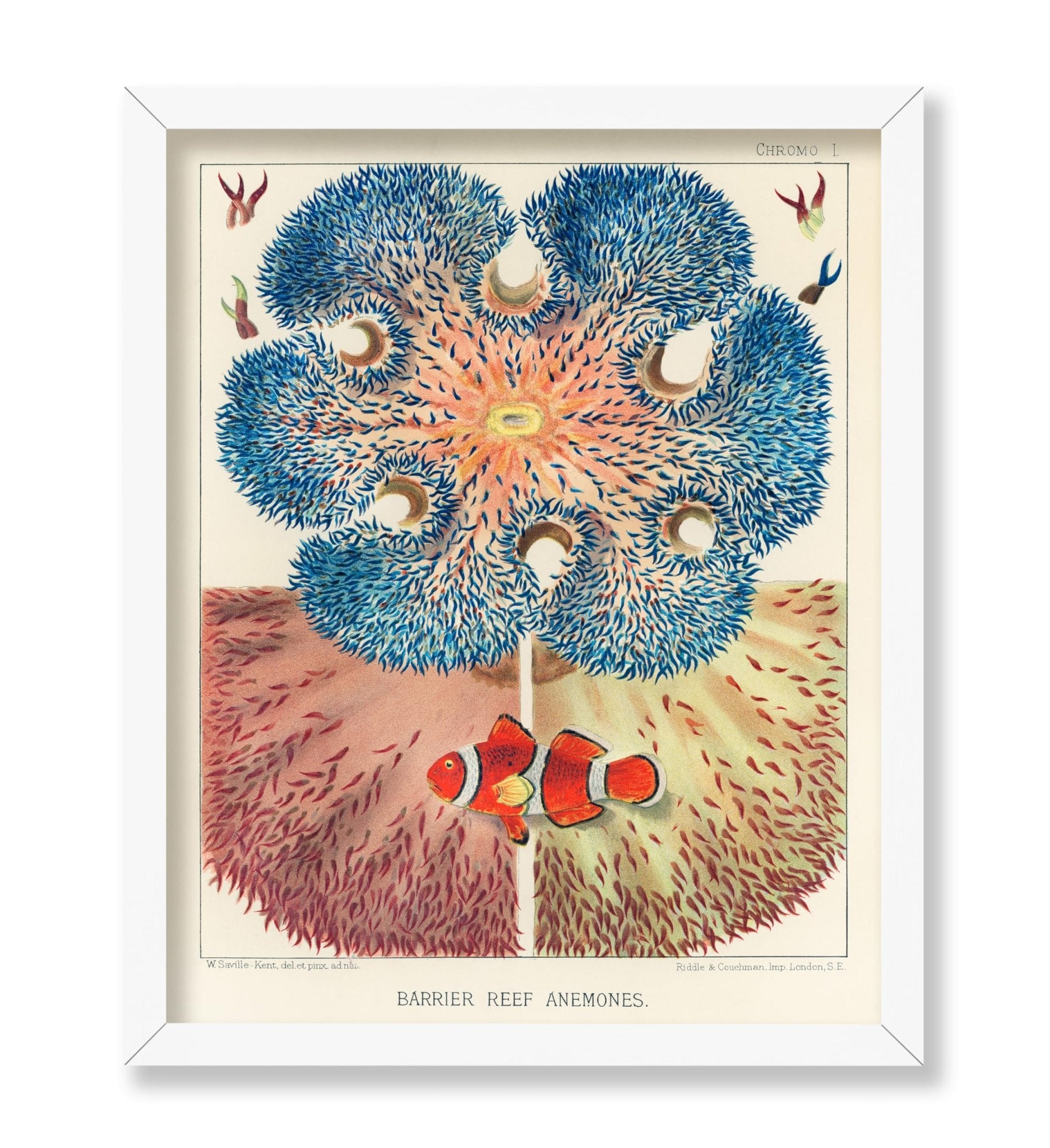 Barrier Reef Anemones