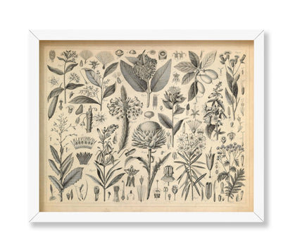 Sap and Resinous Plants