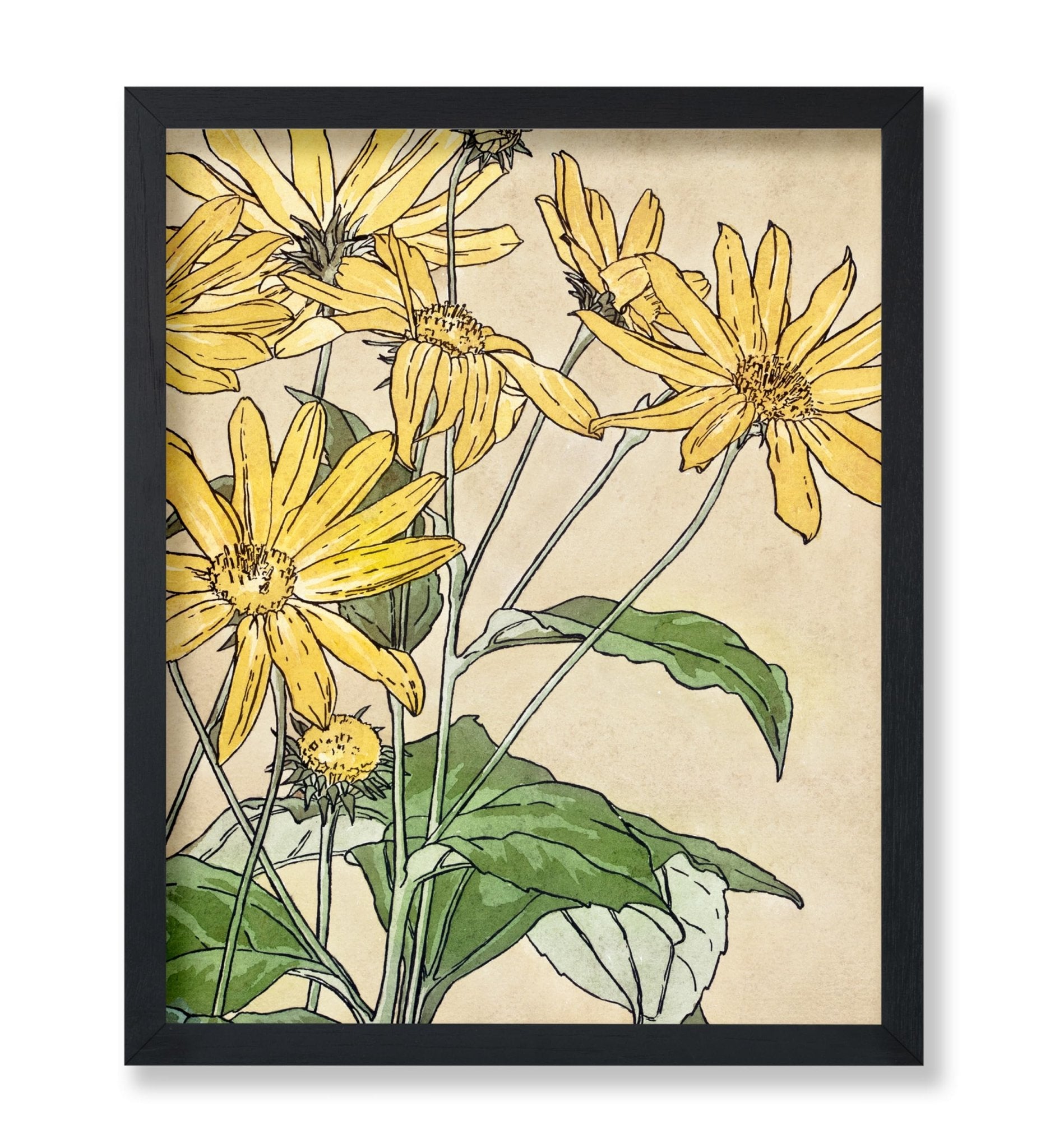 Sunflowers