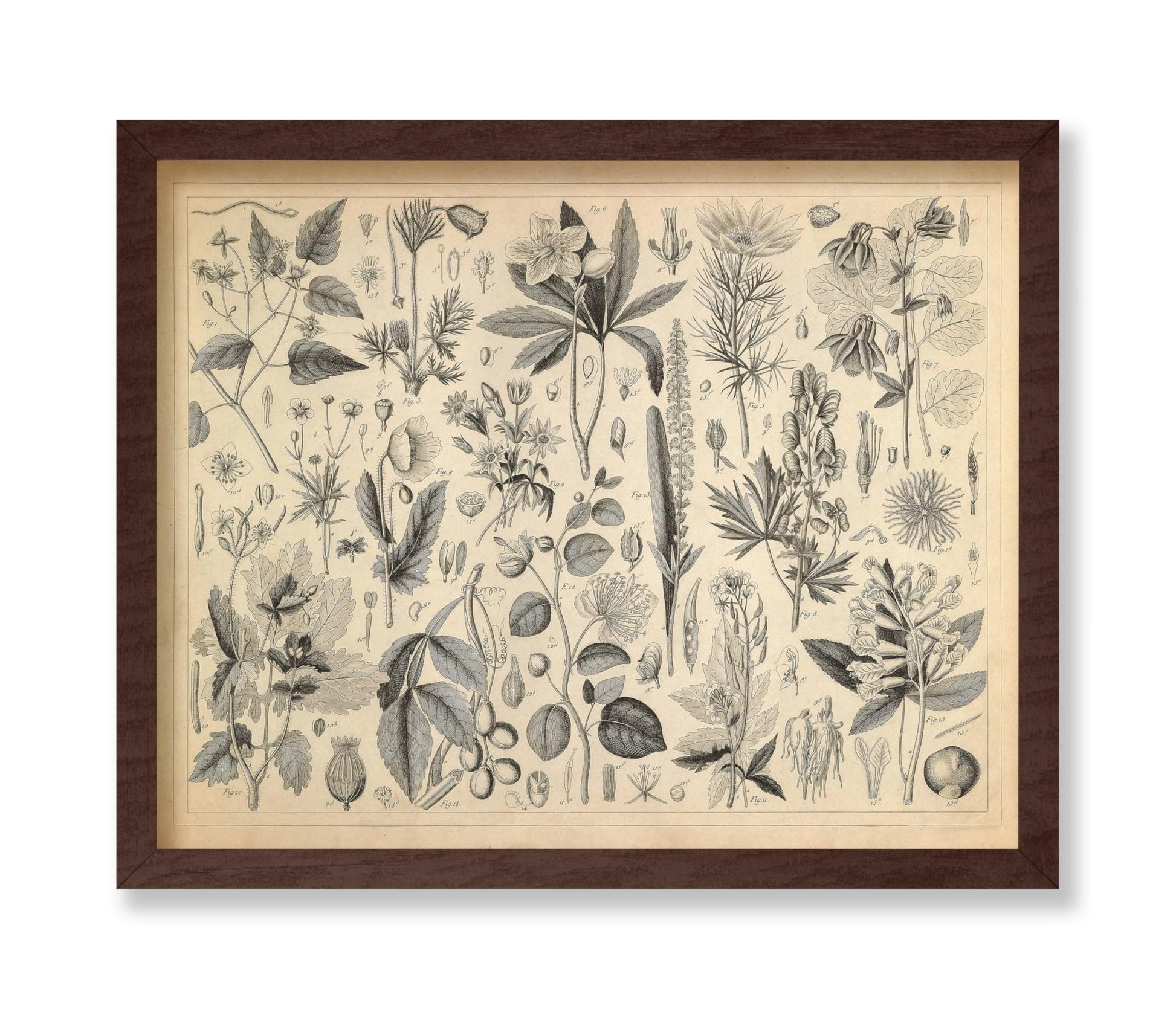 Cultivated Plants of the Ranunculaceae and Other Families