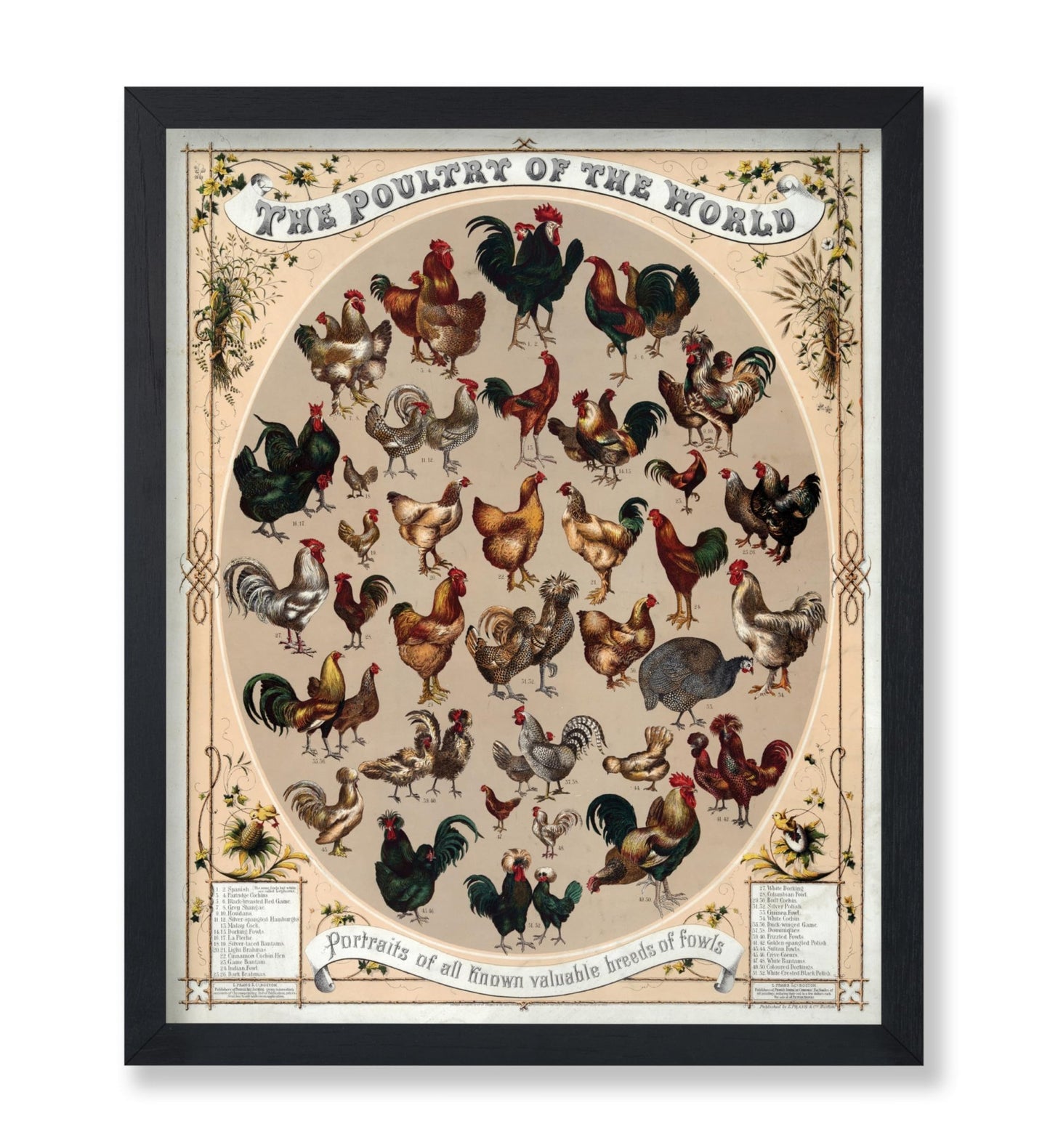 Poultry of the World