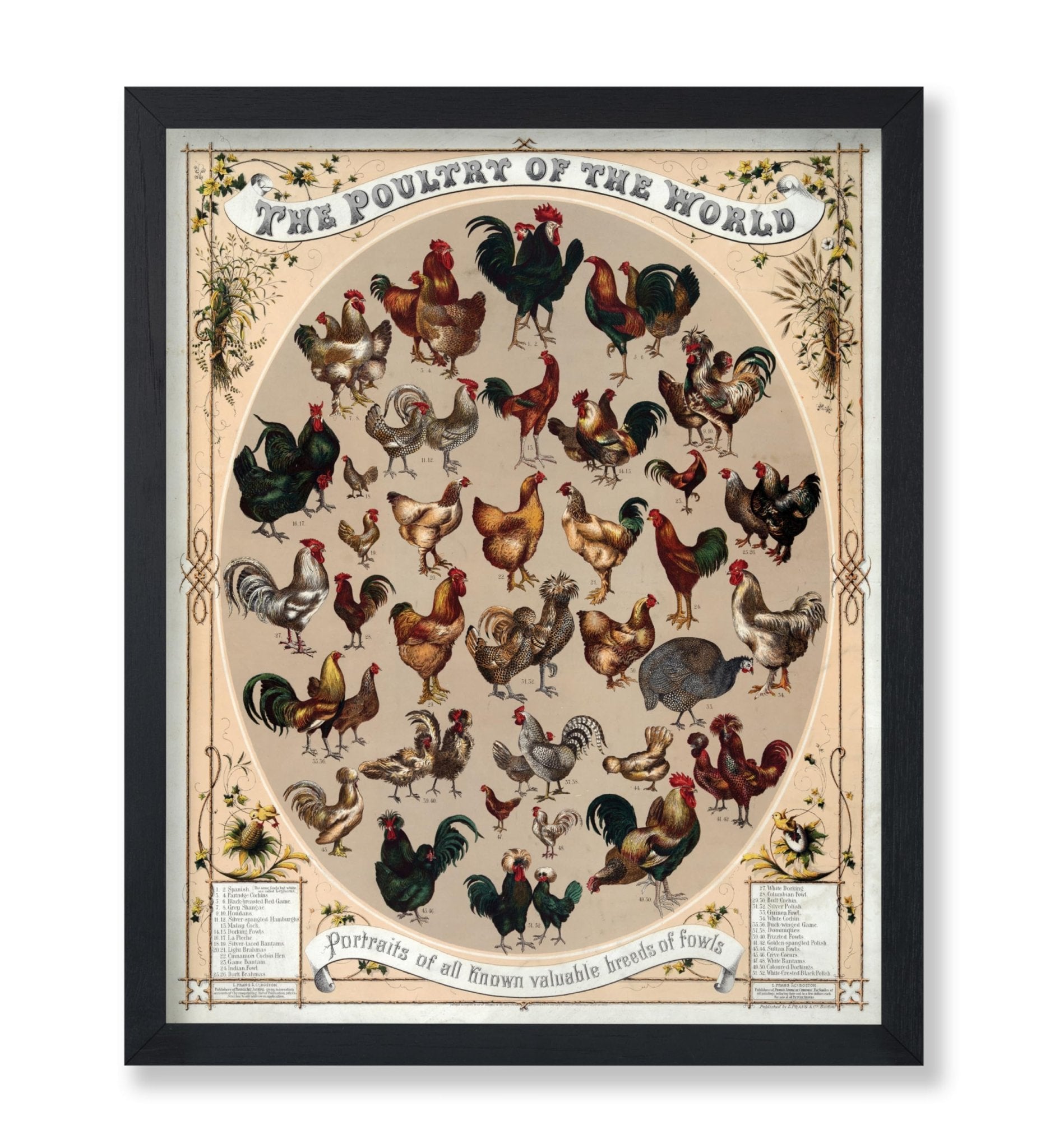 Poultry of the World