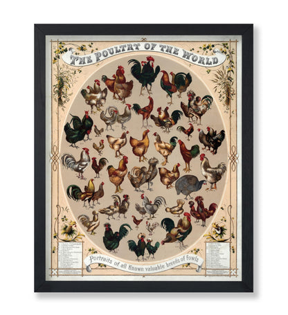 Poultry of the World