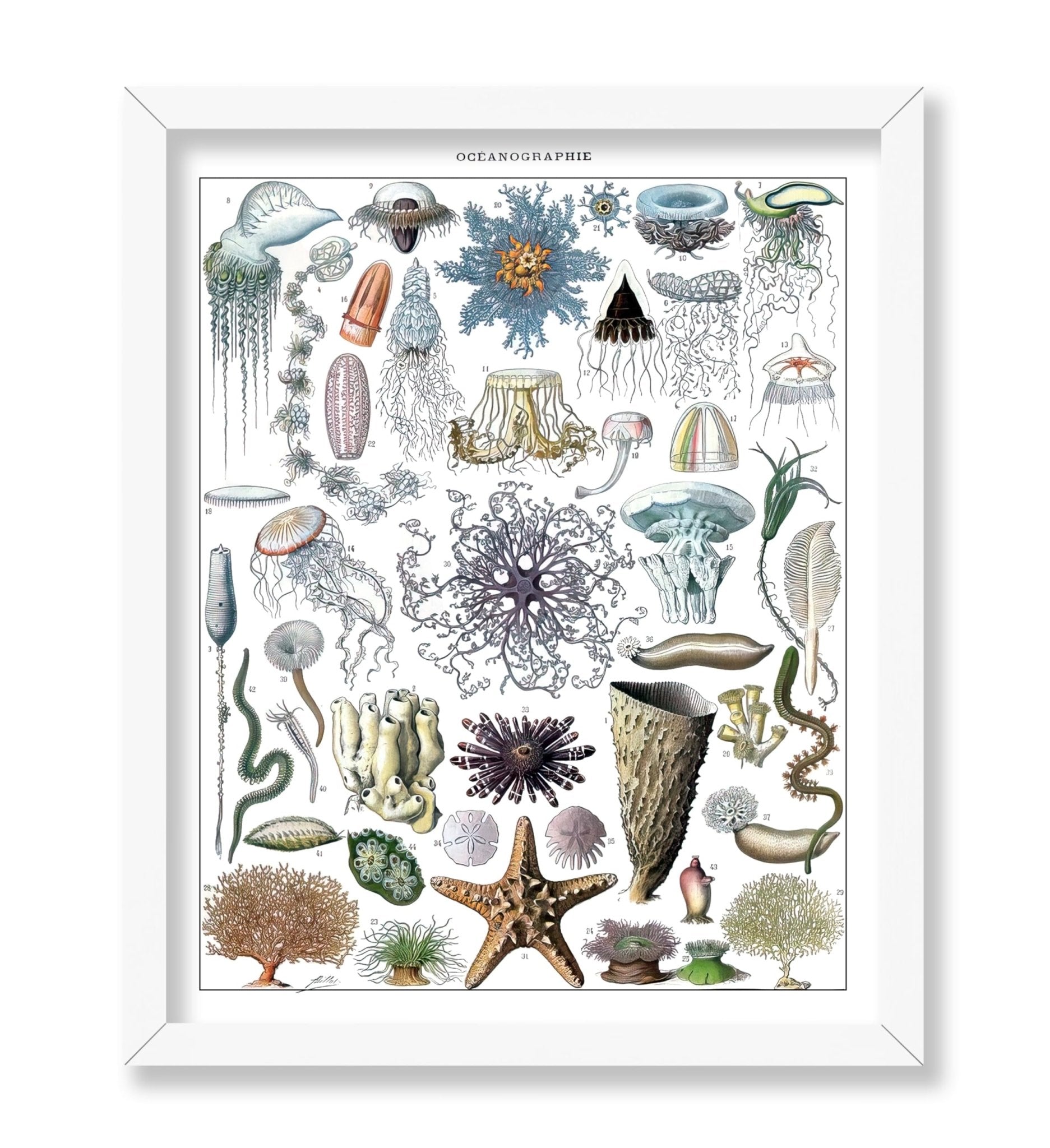 Adolphe Millot - Marine Biology