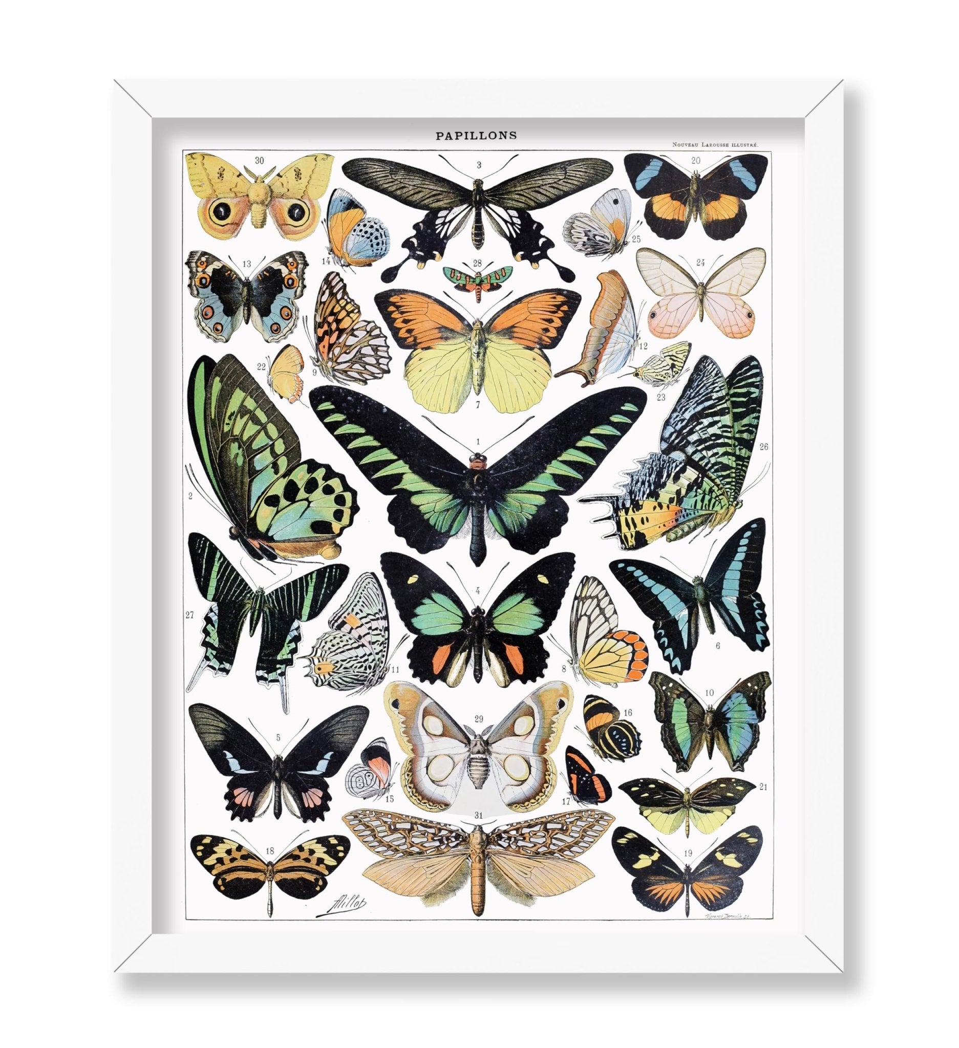 Adolphe Millot - Butterfly No1