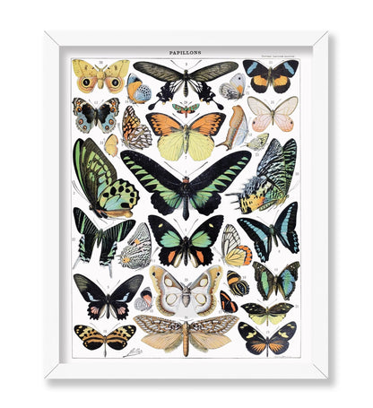 Adolphe Millot - Butterfly No1