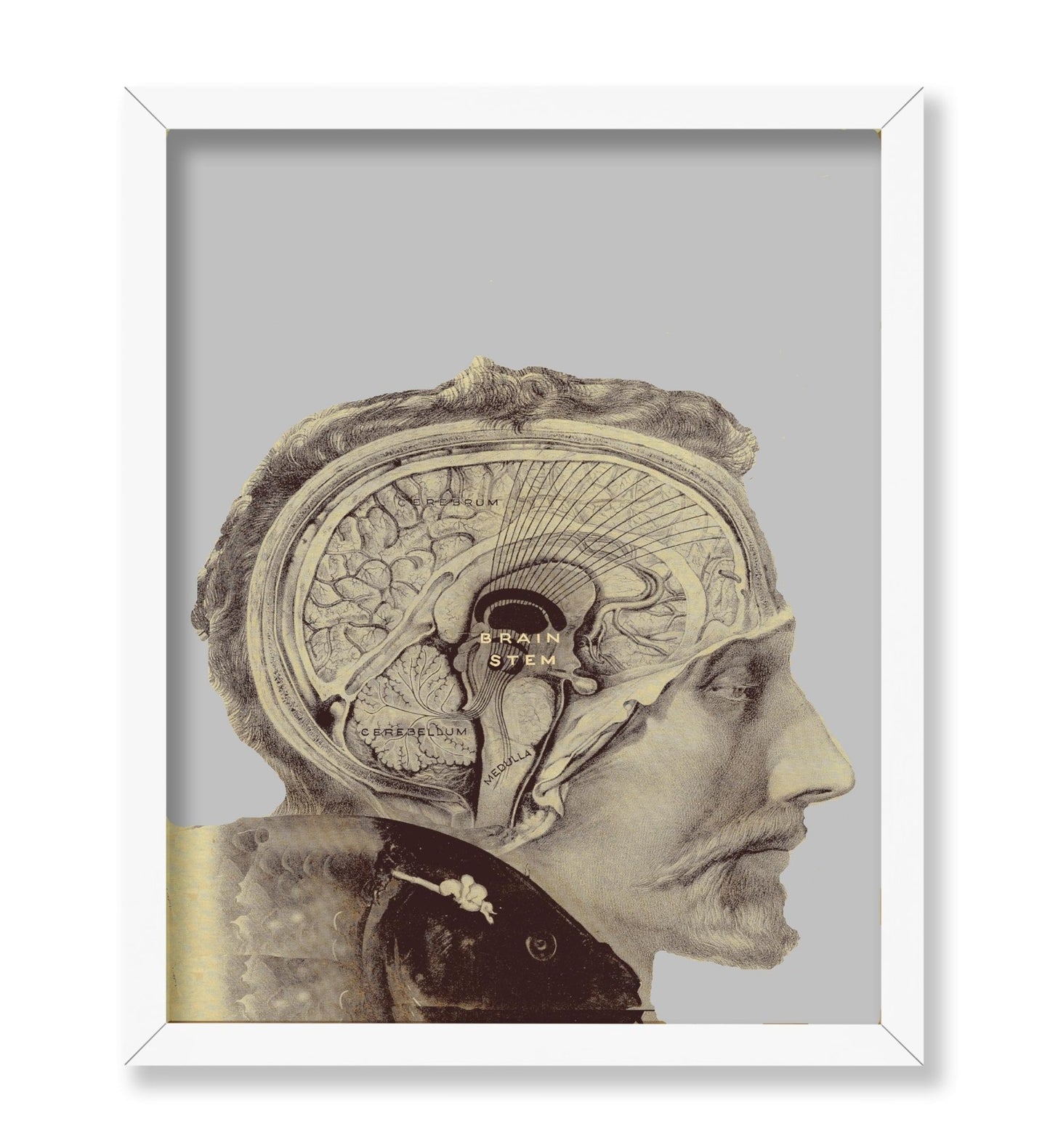 Human Brain
