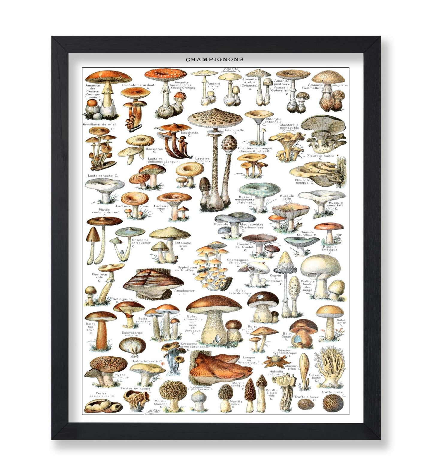 Different Fungus Species