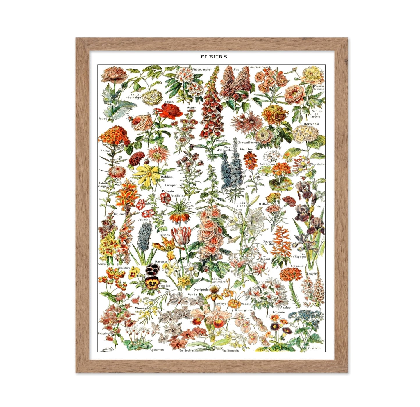 Assorted Flowers