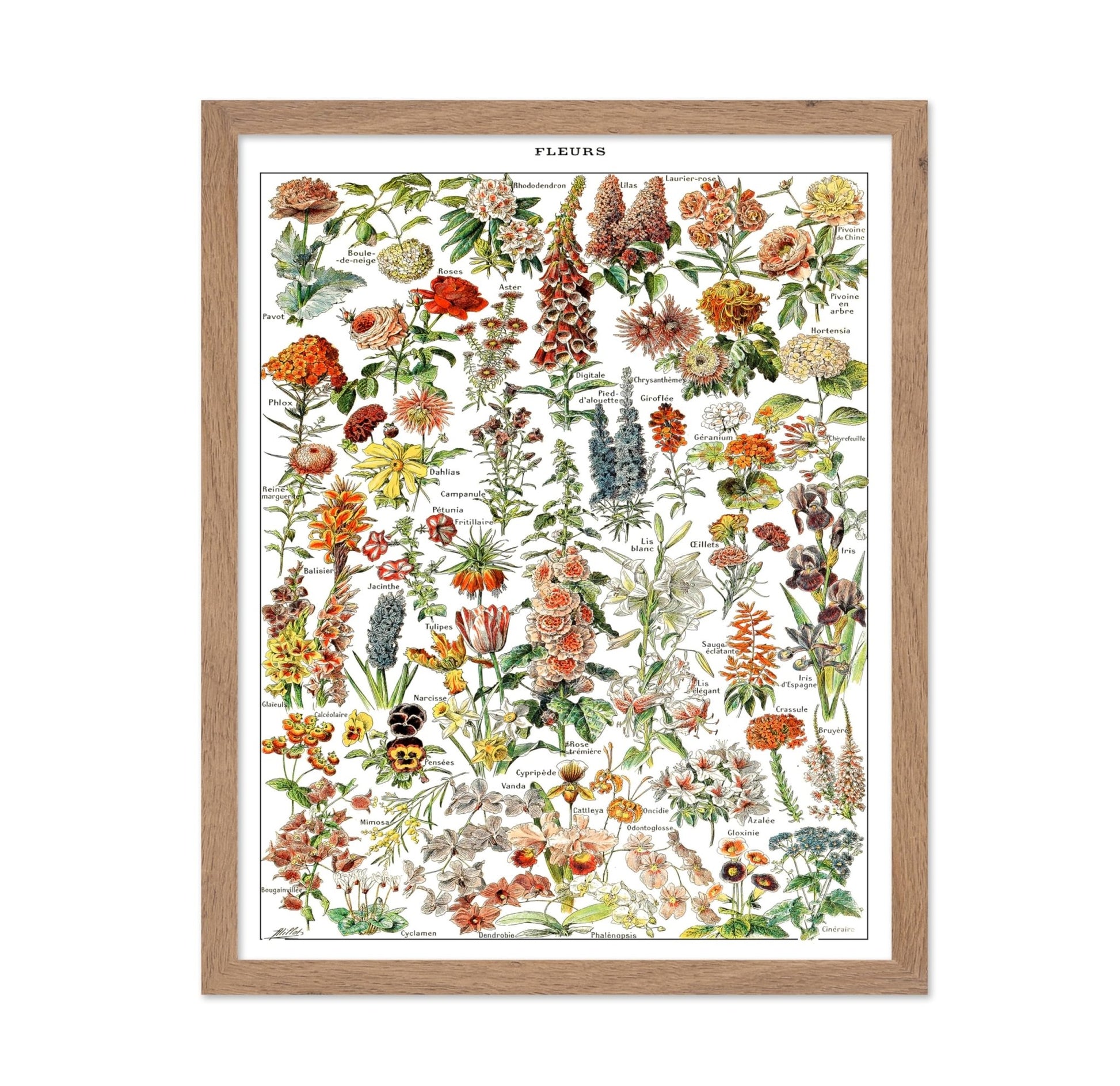 Assorted Flowers