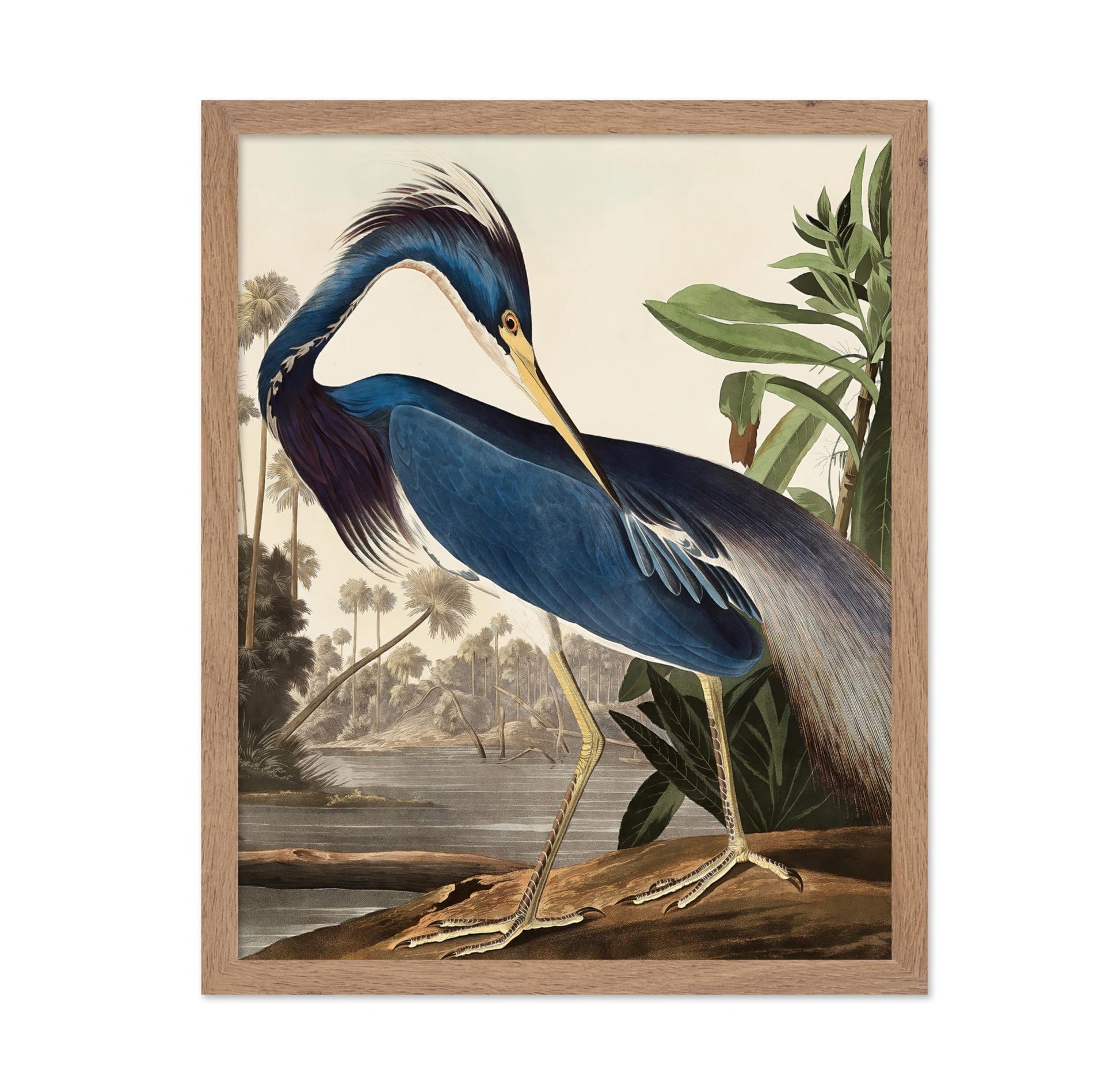 John Audubon - Louisiana Heron
