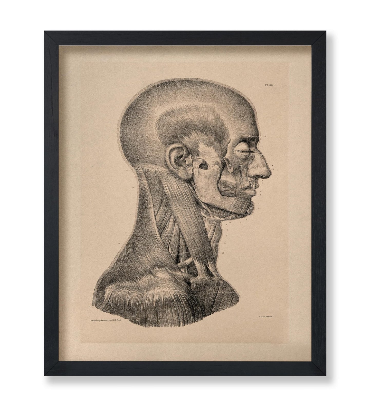 Head And Neck Muscles