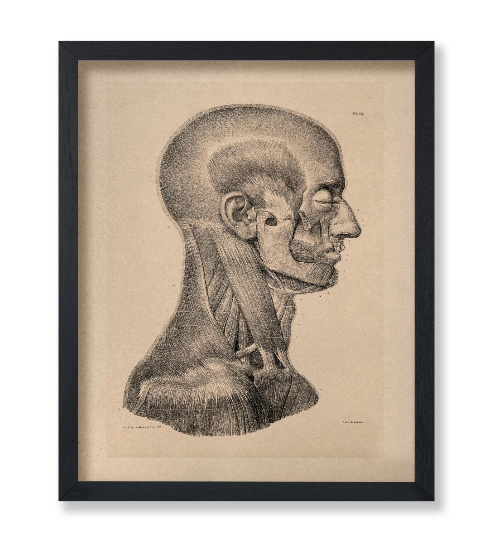 Head And Neck Muscles