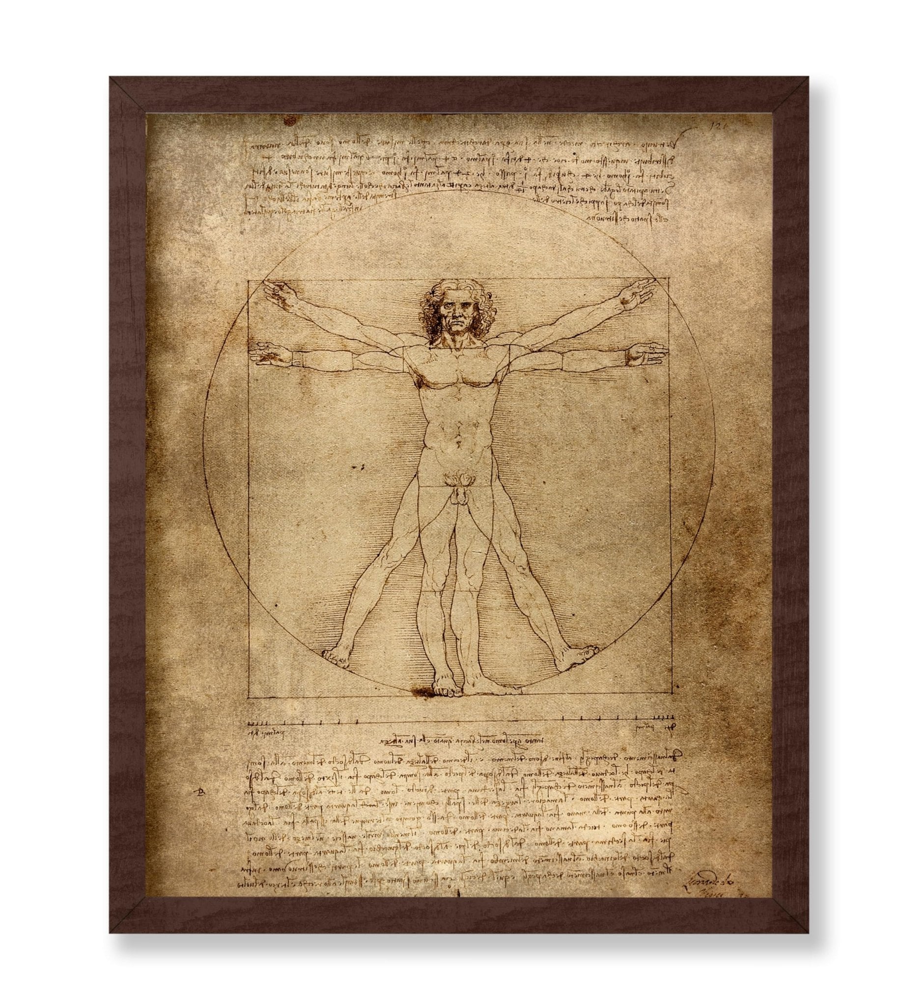 Leonardo Da Vinci - Vitruvian Man