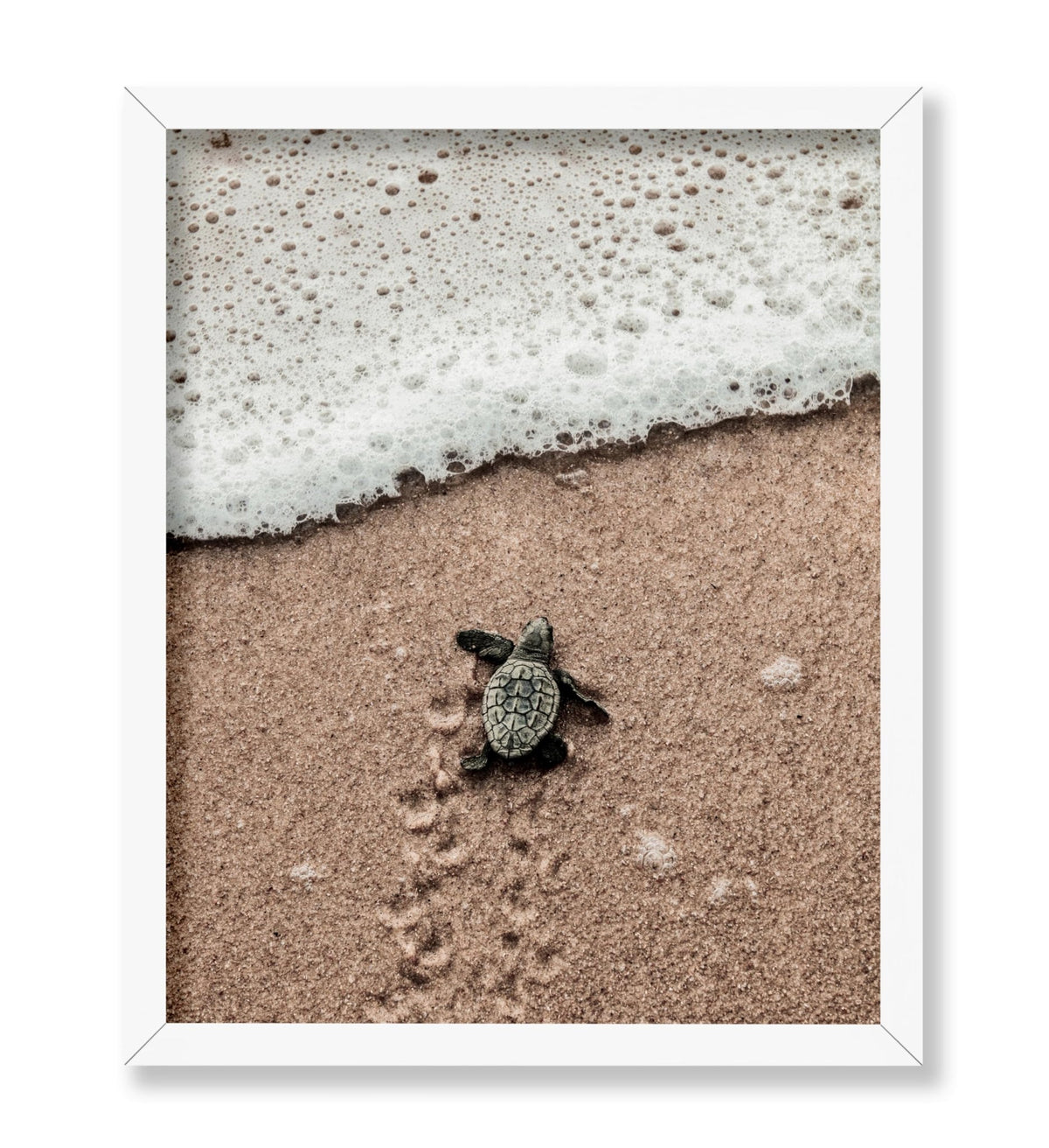Crawling Baby Sea Turtle