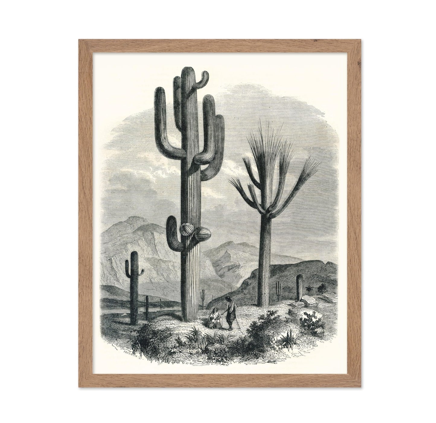 Cactaceae of the Boundary