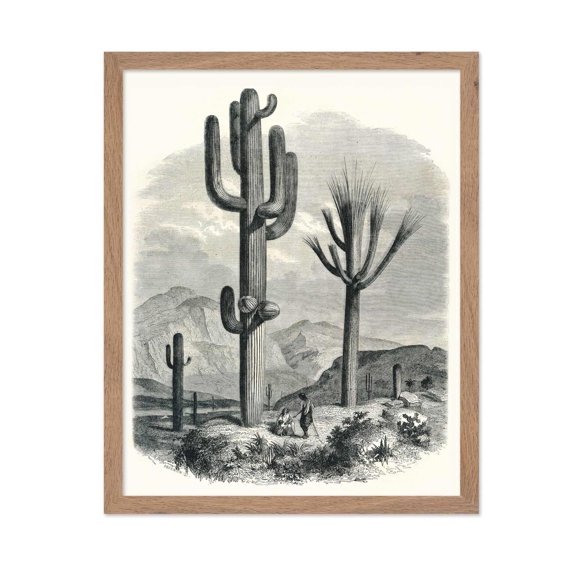 Cactaceae of the Boundary