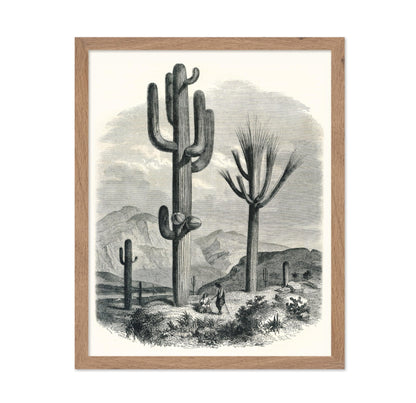 Cactaceae of the Boundary