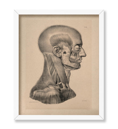 Head And Neck Muscles