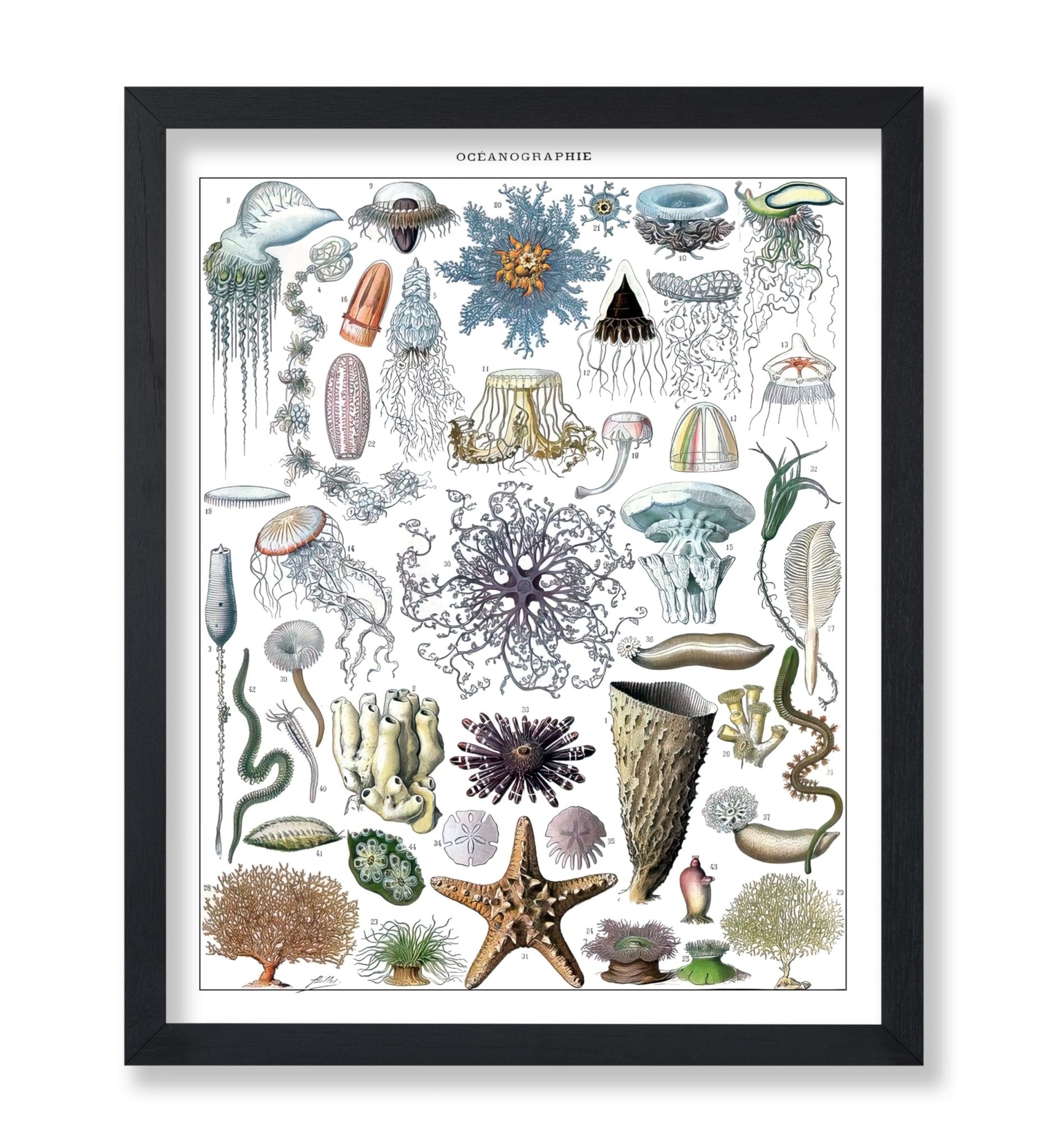 Adolphe Millot - Marine Biology