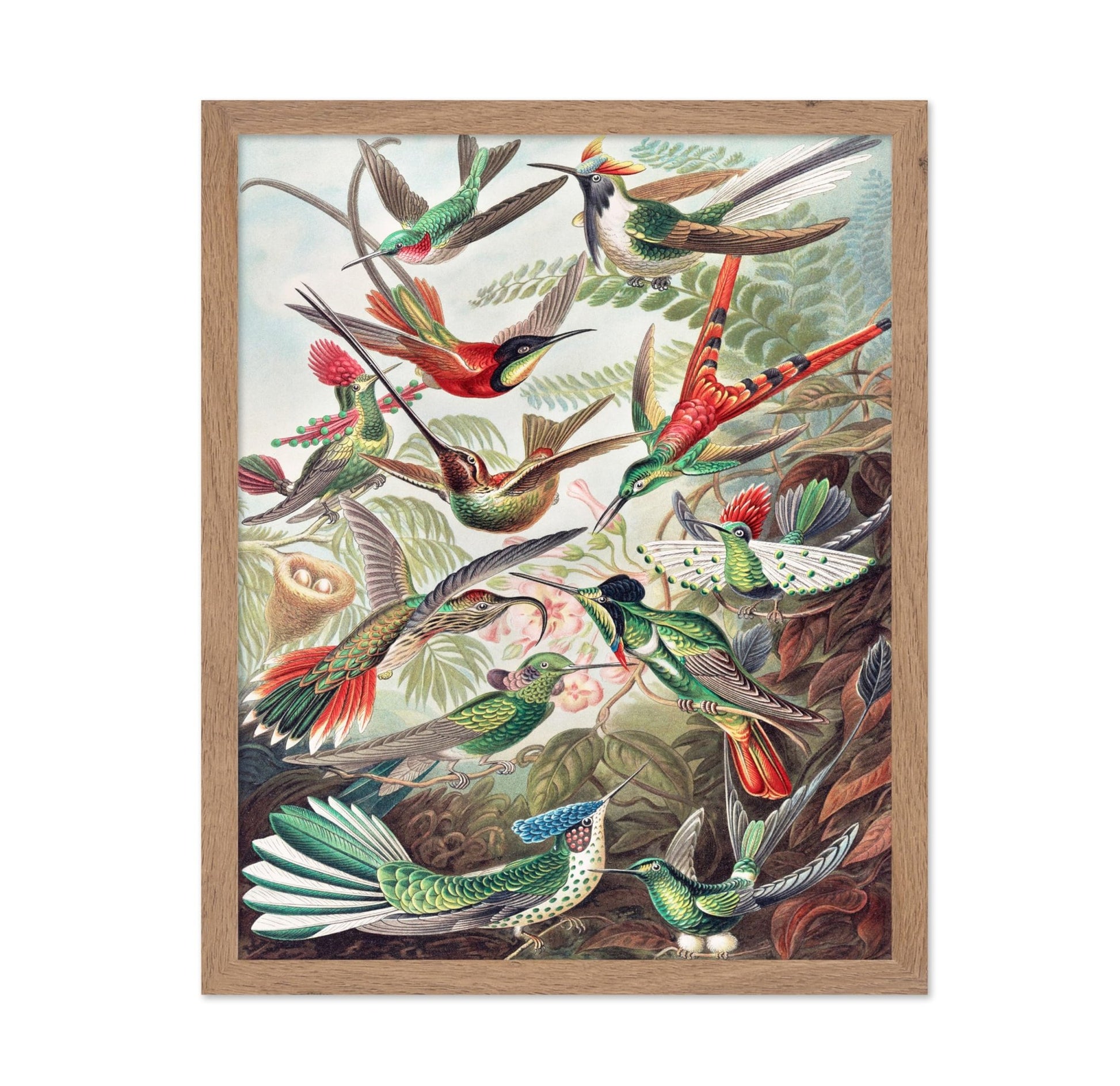 Ernst Haeckel - Hummingbirds