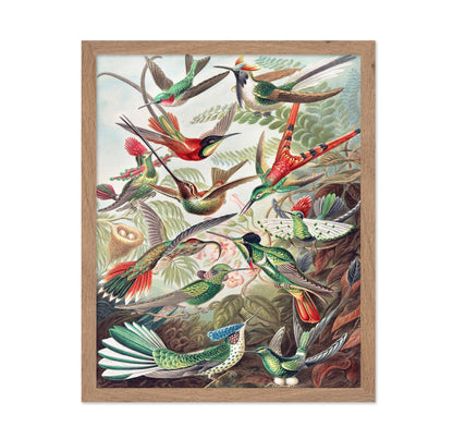Ernst Haeckel - Hummingbirds
