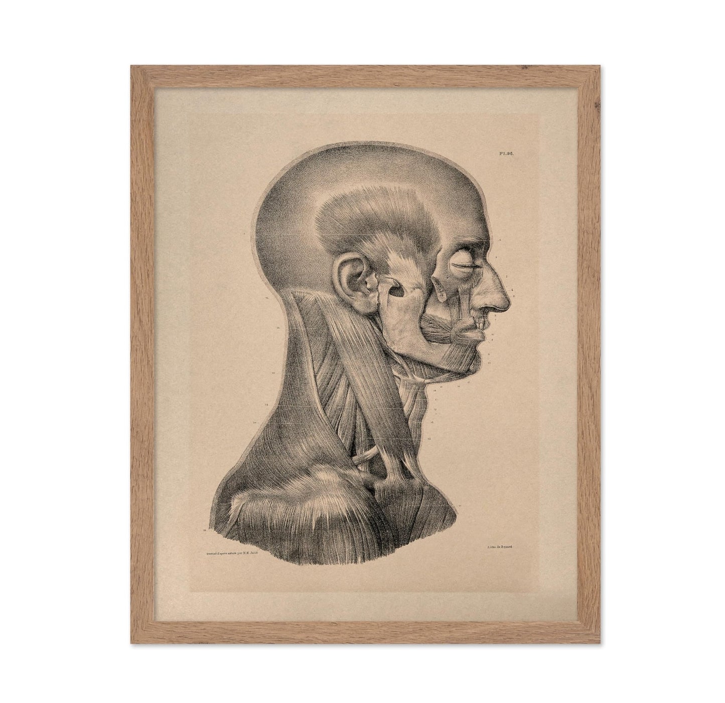 Head And Neck Muscles