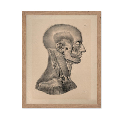 Head And Neck Muscles