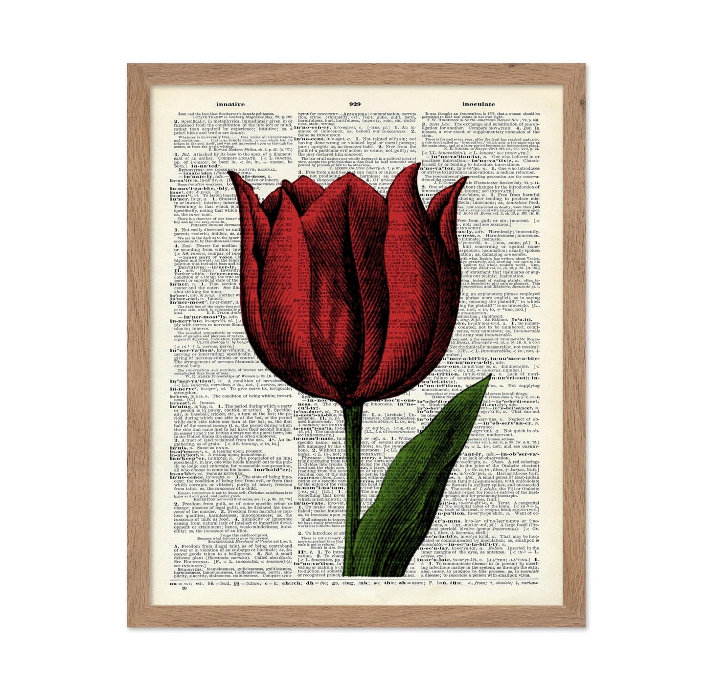 Red Tulip