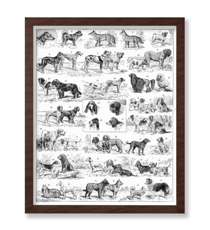 Dog Breeds Chart
