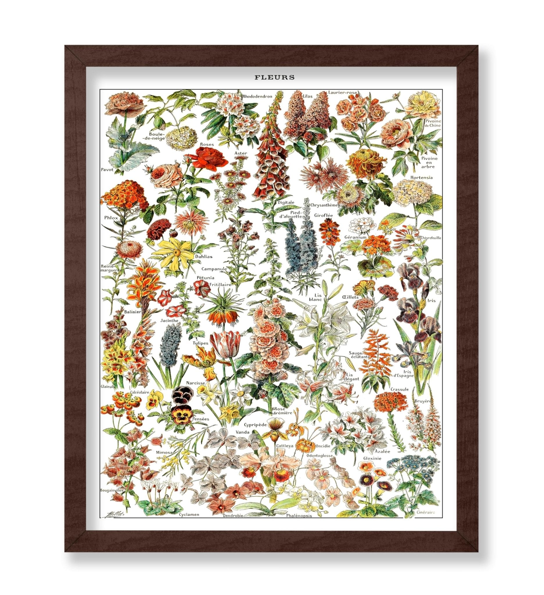 Assorted Flowers