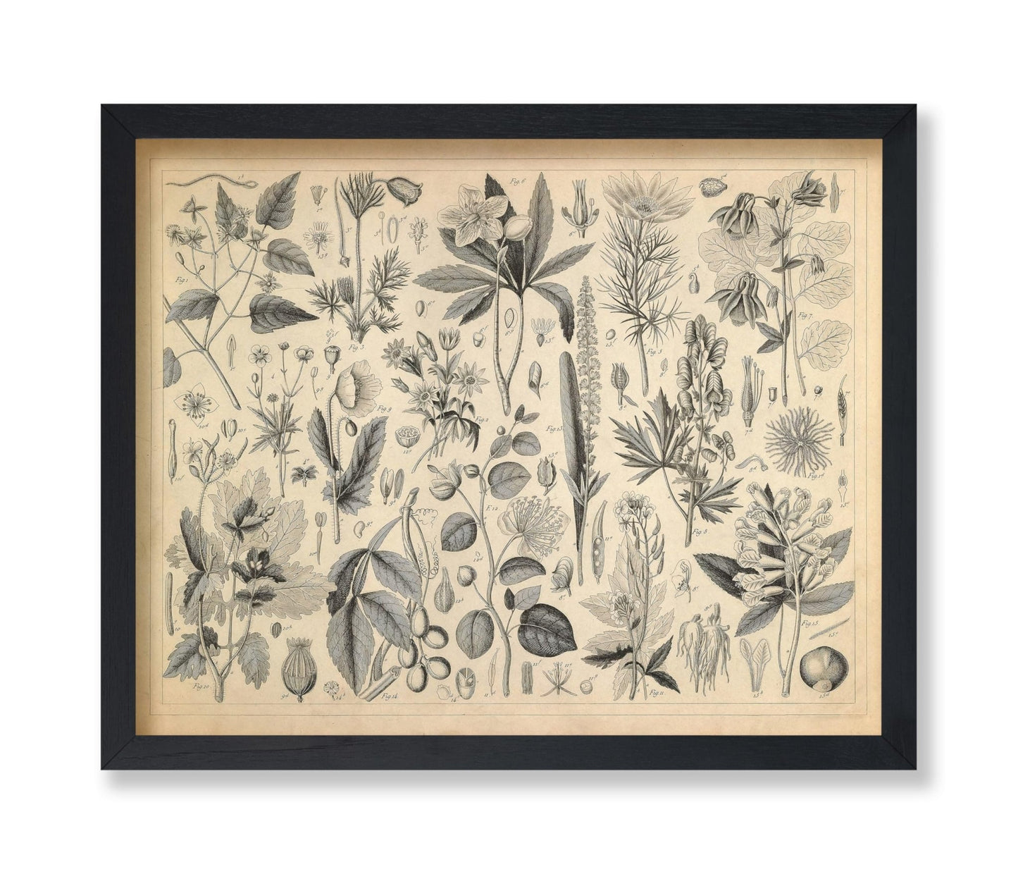 Cultivated Plants of the Ranunculaceae and Other Families