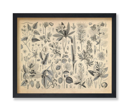 Cultivated Plants of the Ranunculaceae and Other Families