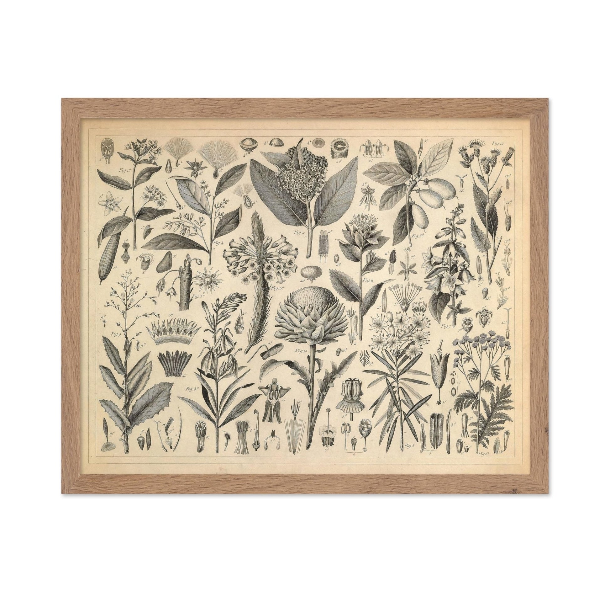 Sap and Resinous Plants