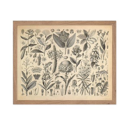 Sap and Resinous Plants