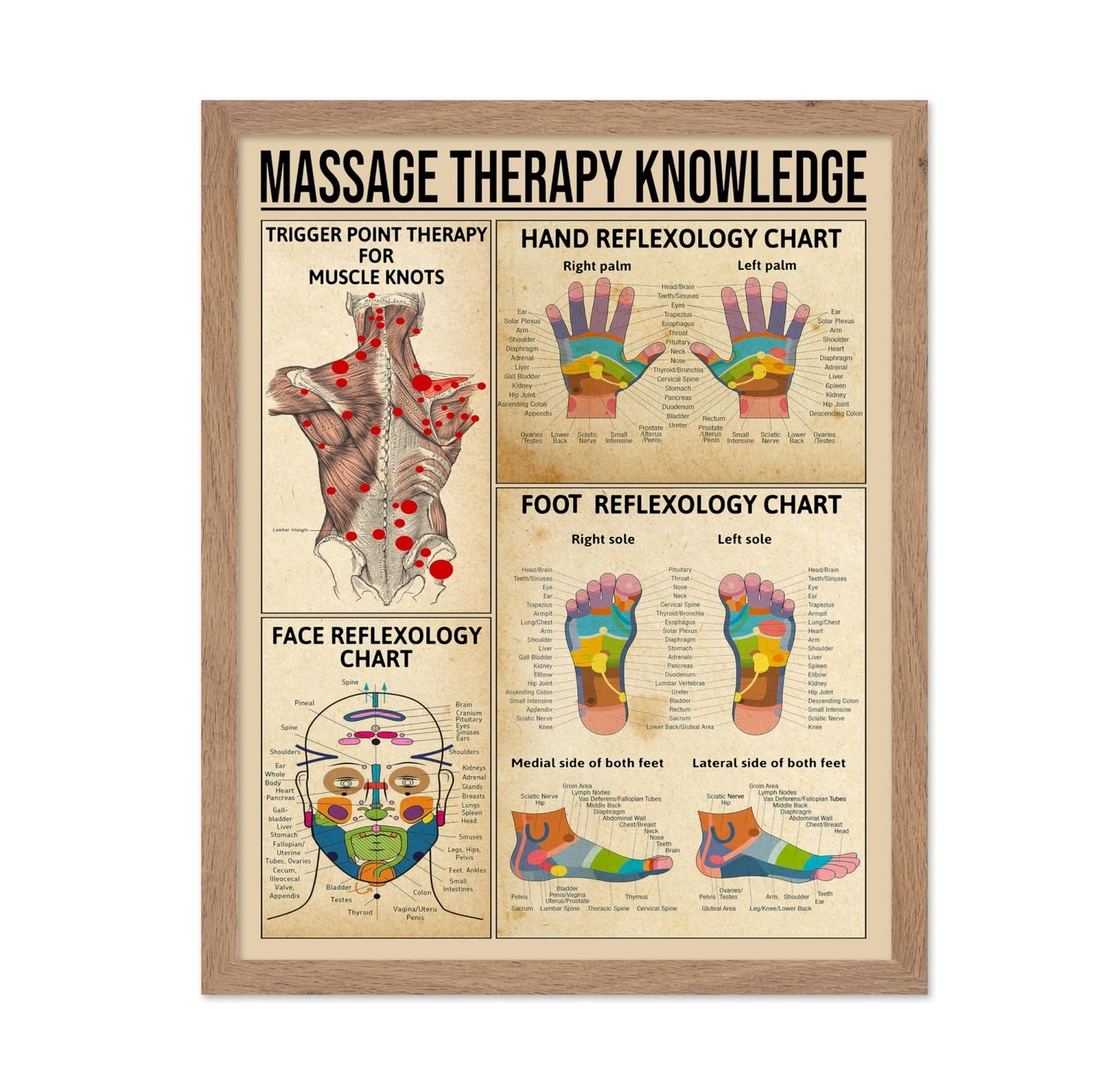 Massage Therapy Knowledge