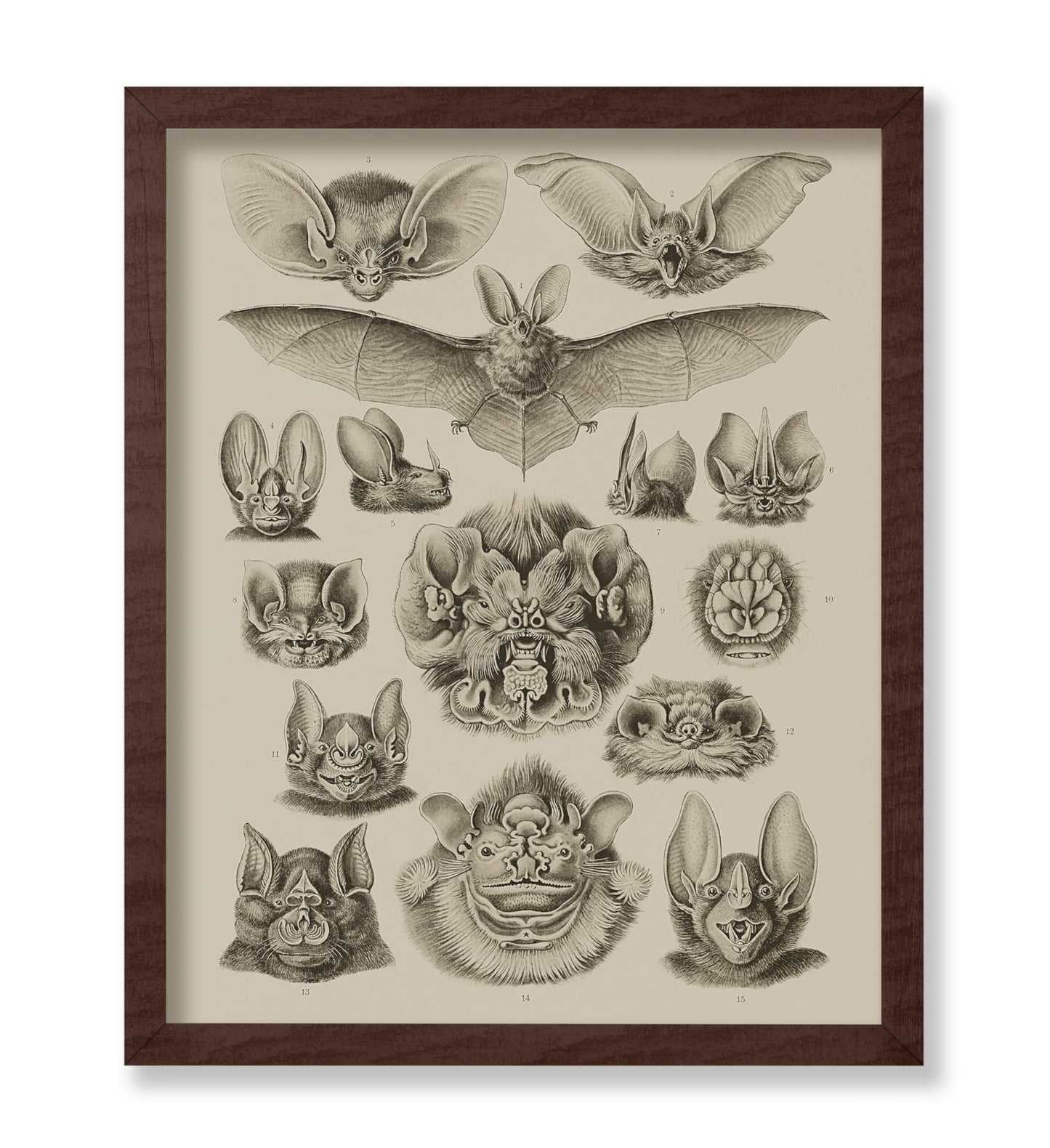 Bat Species