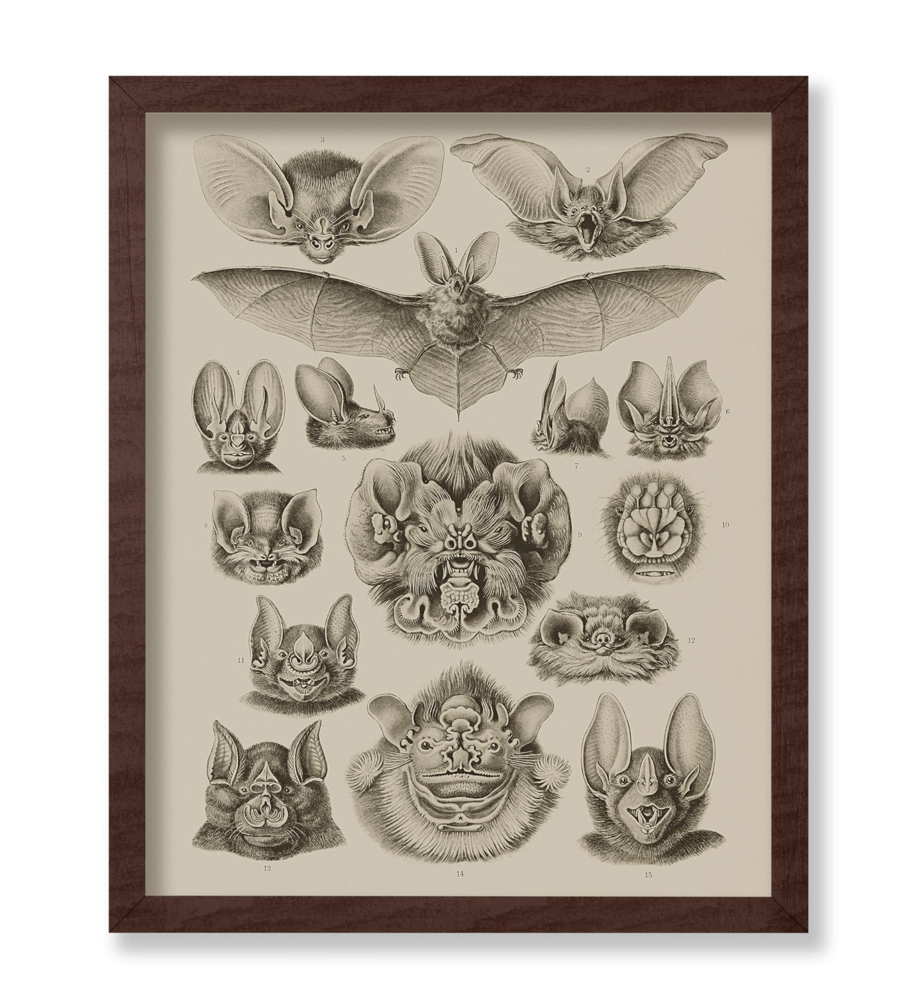 Bat Species