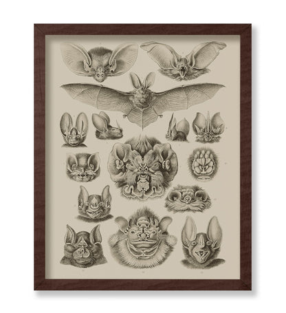 Bat Species
