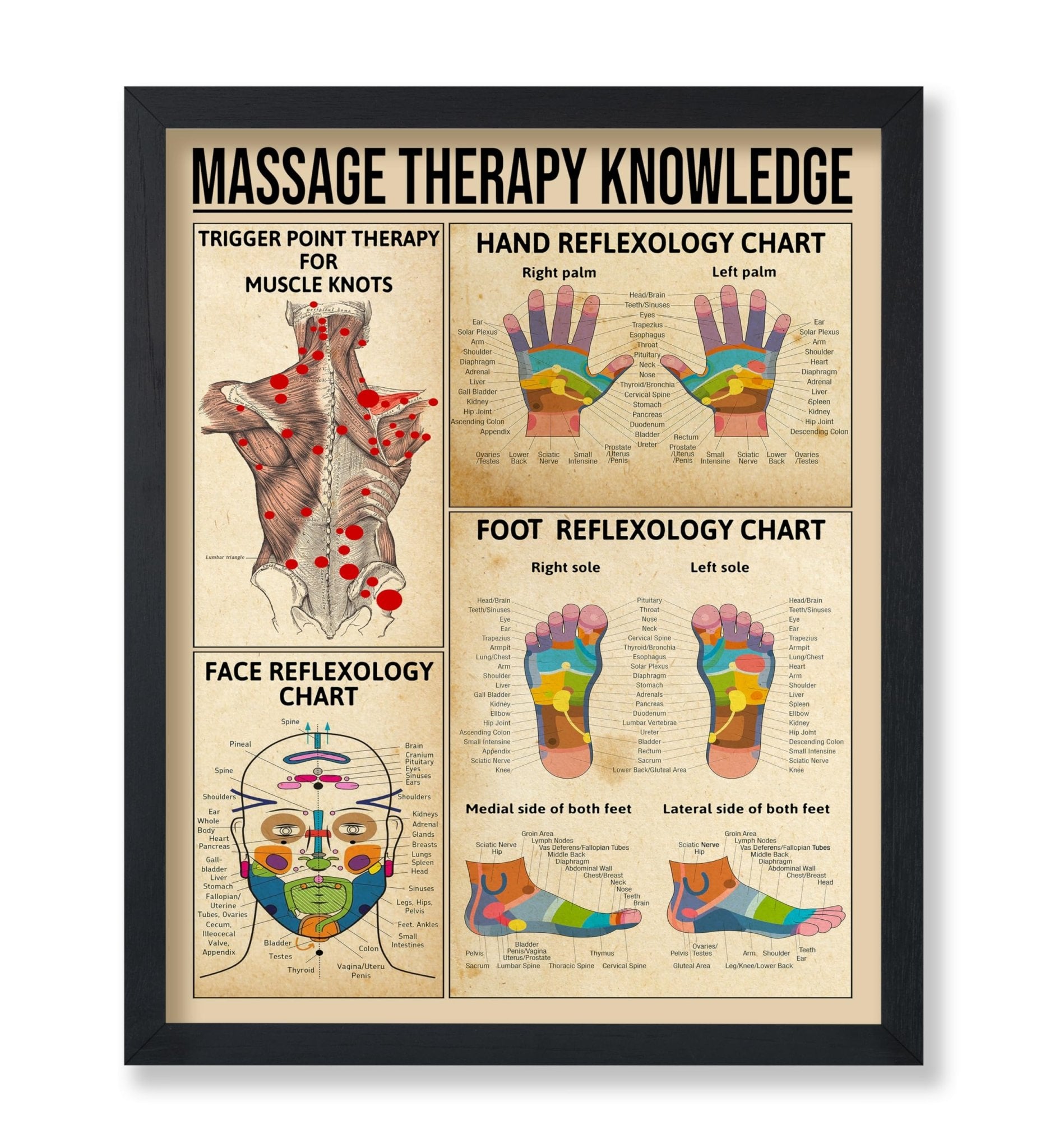 Massage Therapy Knowledge