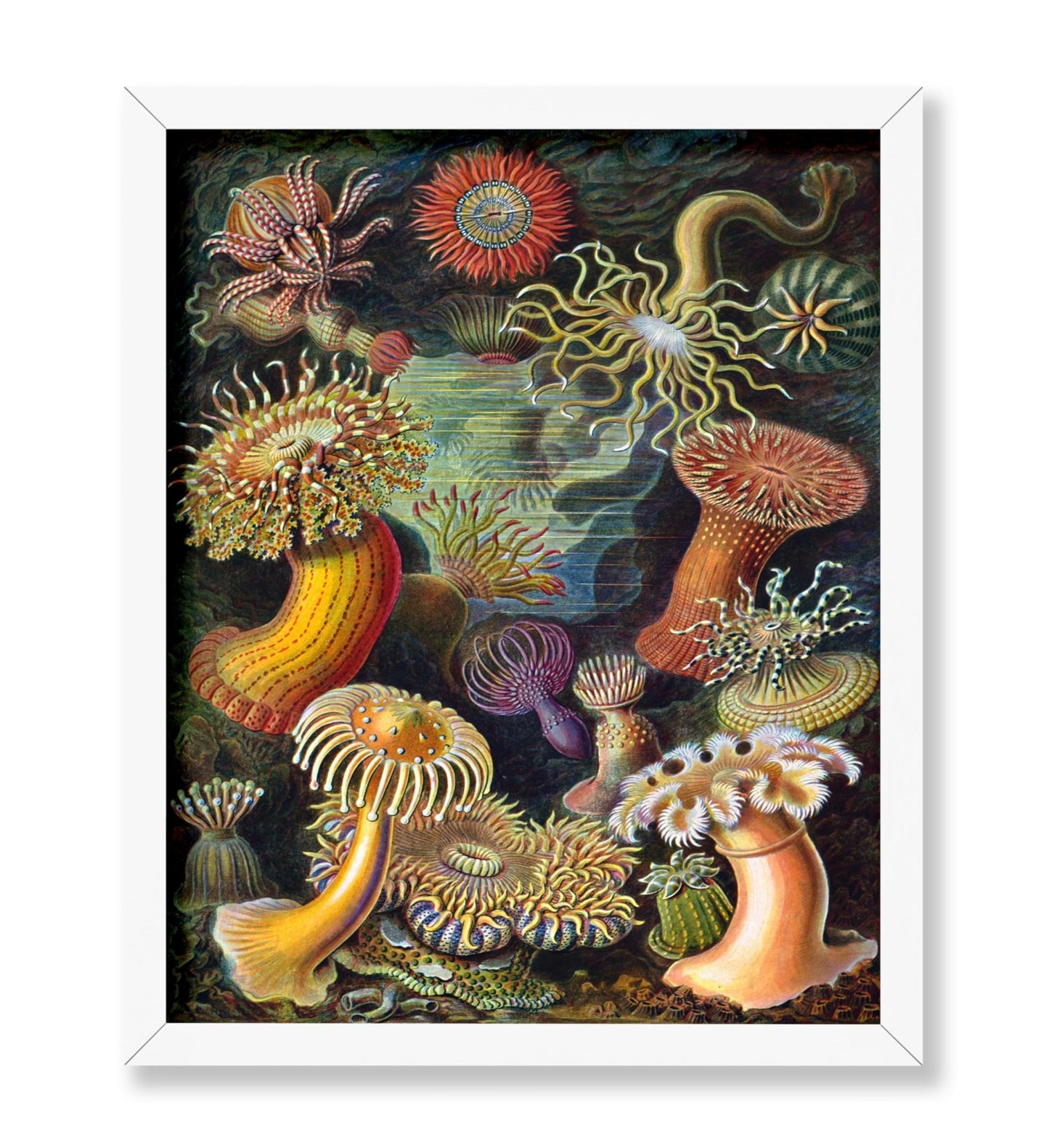 Ernst Haeckel - Actiniae