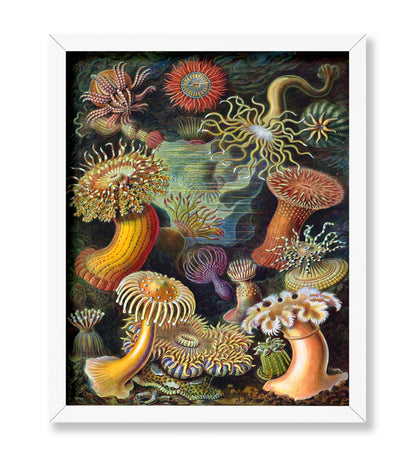 Ernst Haeckel - Actiniae