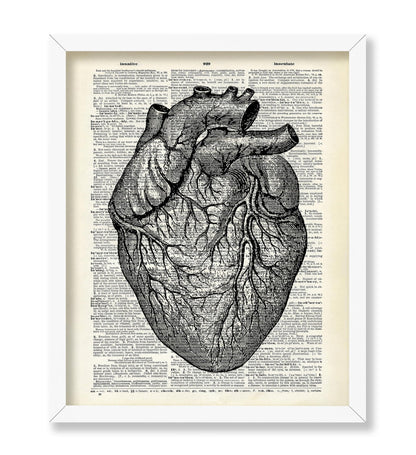 Anatomical Heart