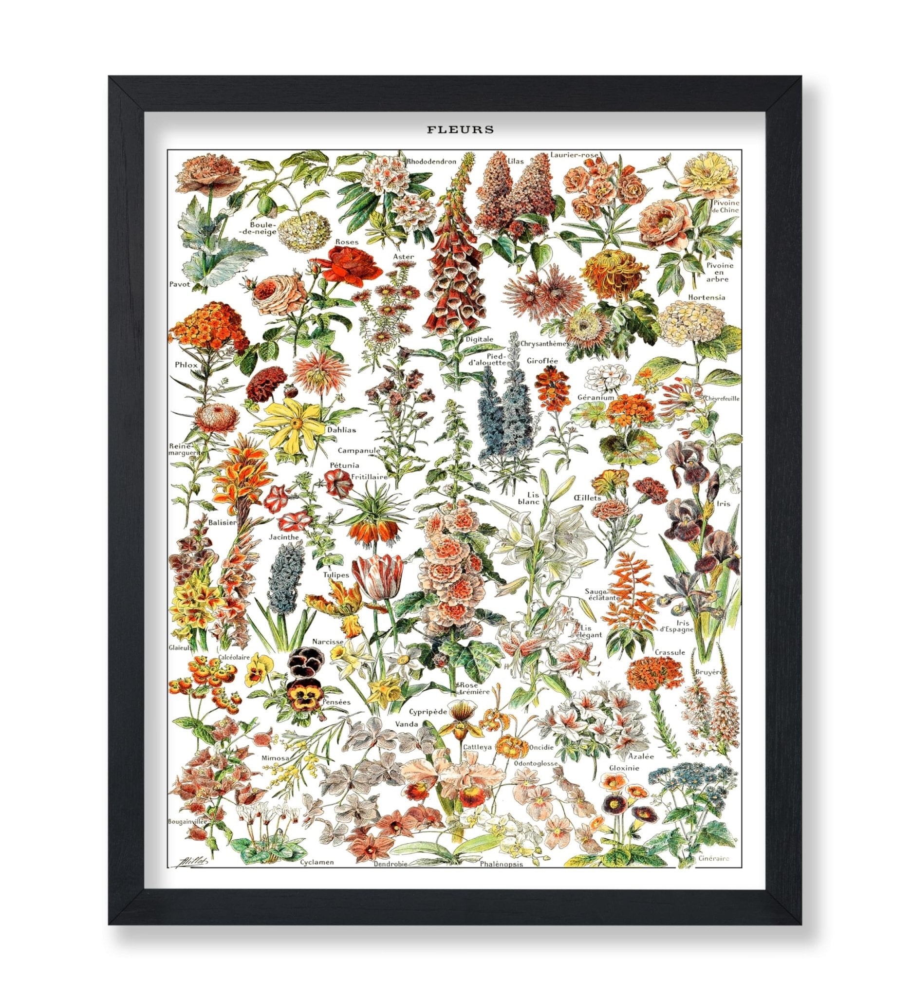 Assorted Flowers