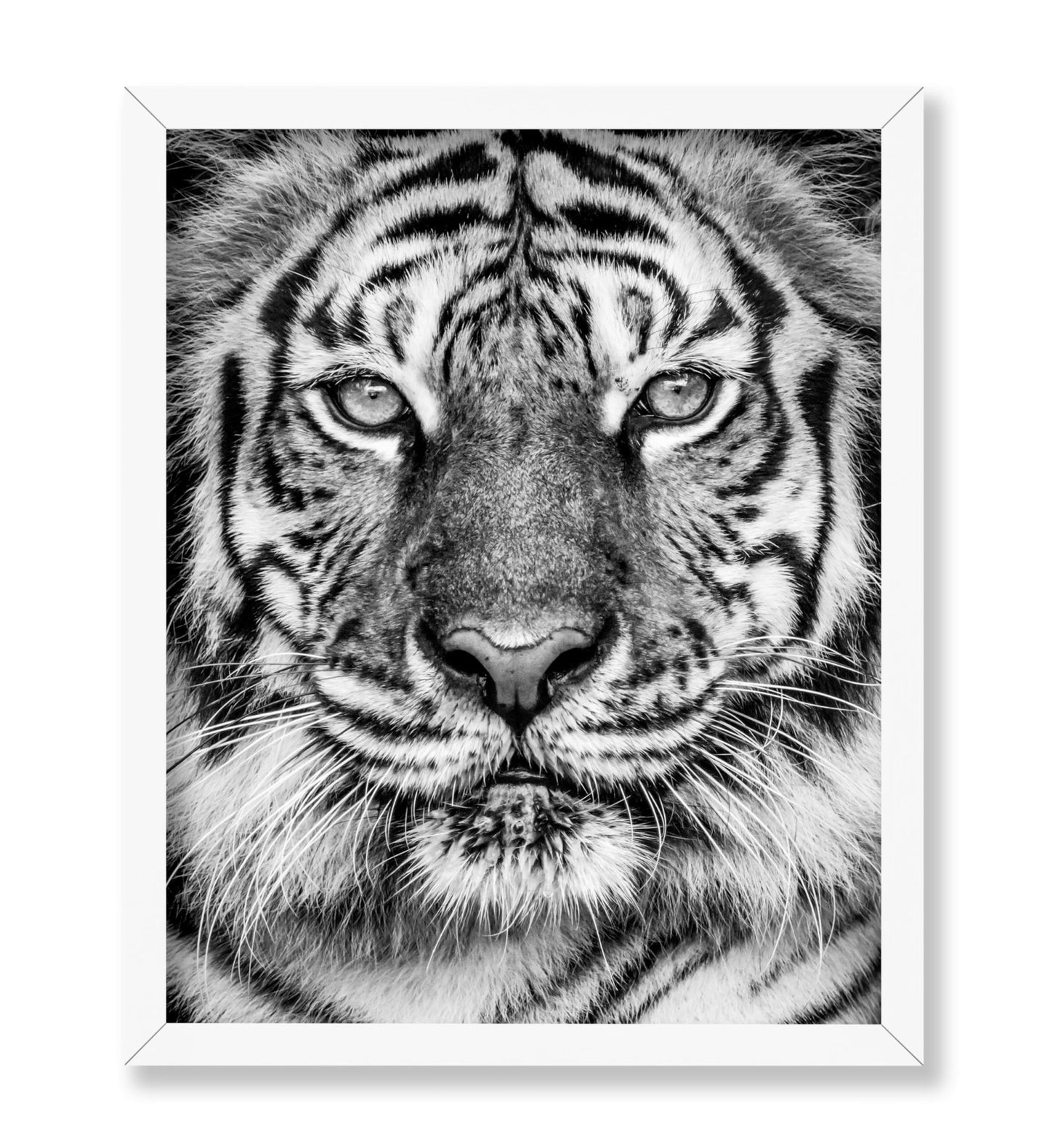 Tiger No2