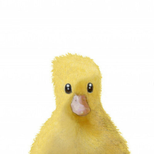 Pictufy Studio Ii